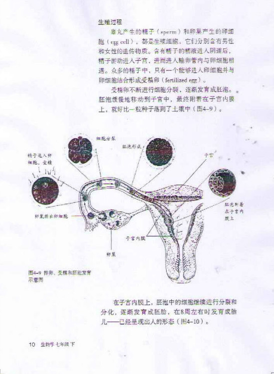 初二生物人体生殖课本图片